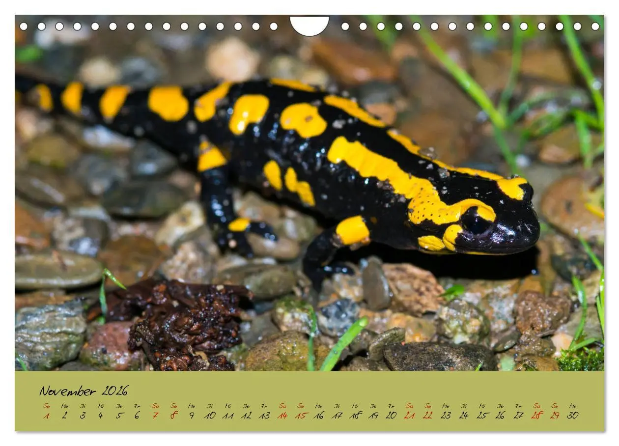 Bild: 9783457741818 | Feuersalamander - Liebenswerte Heimlichtuer (Wandkalender 2026 DIN...