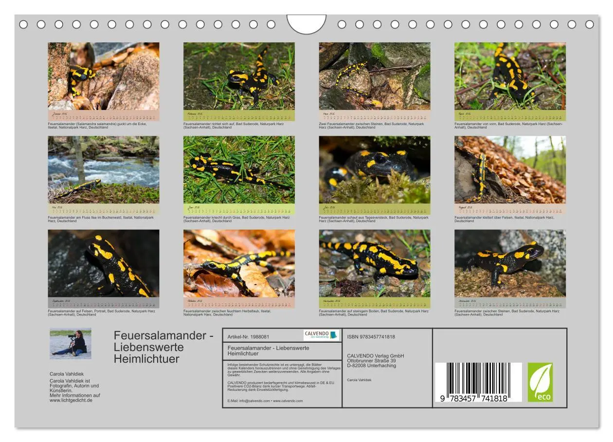 Bild: 9783457741818 | Feuersalamander - Liebenswerte Heimlichtuer (Wandkalender 2026 DIN...