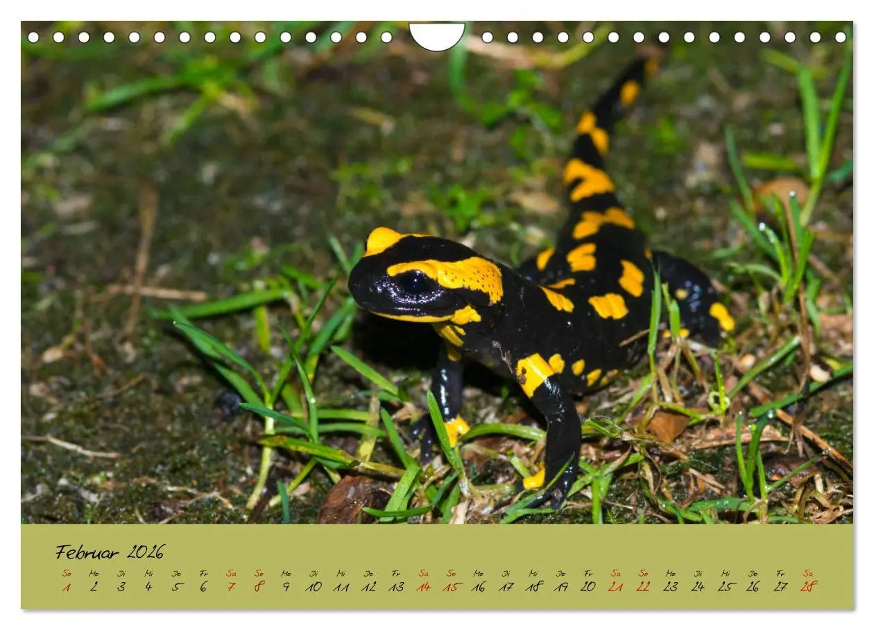 Bild: 9783457741818 | Feuersalamander - Liebenswerte Heimlichtuer (Wandkalender 2026 DIN...