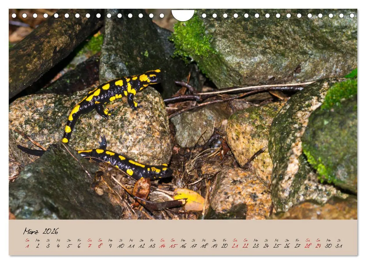 Bild: 9783457741818 | Feuersalamander - Liebenswerte Heimlichtuer (Wandkalender 2026 DIN...