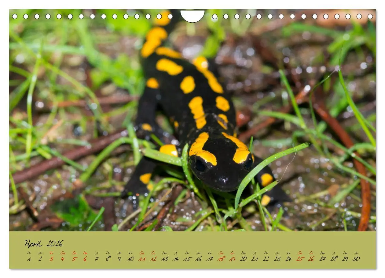 Bild: 9783457741818 | Feuersalamander - Liebenswerte Heimlichtuer (Wandkalender 2026 DIN...