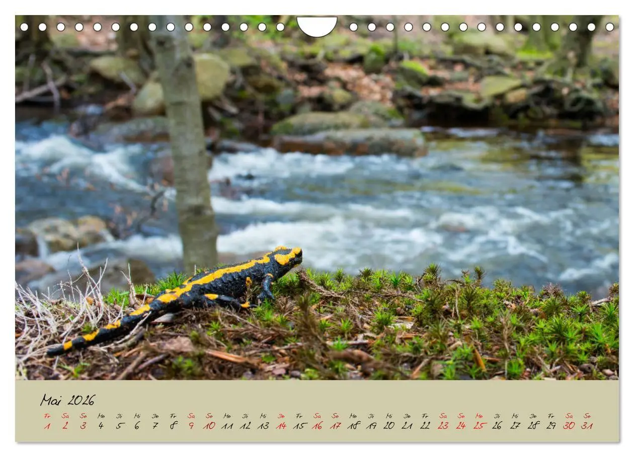 Bild: 9783457741818 | Feuersalamander - Liebenswerte Heimlichtuer (Wandkalender 2026 DIN...