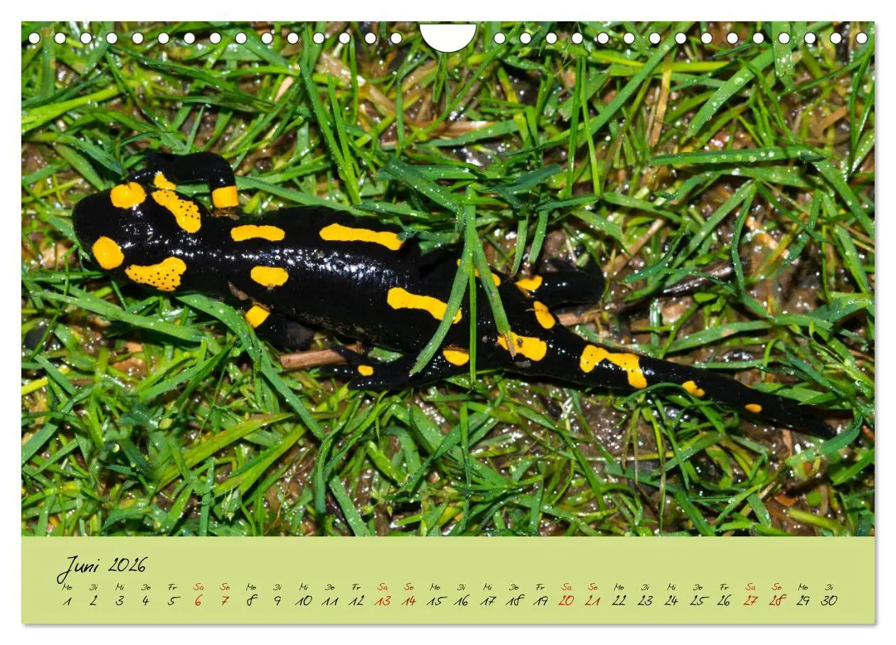 Bild: 9783457741818 | Feuersalamander - Liebenswerte Heimlichtuer (Wandkalender 2026 DIN...