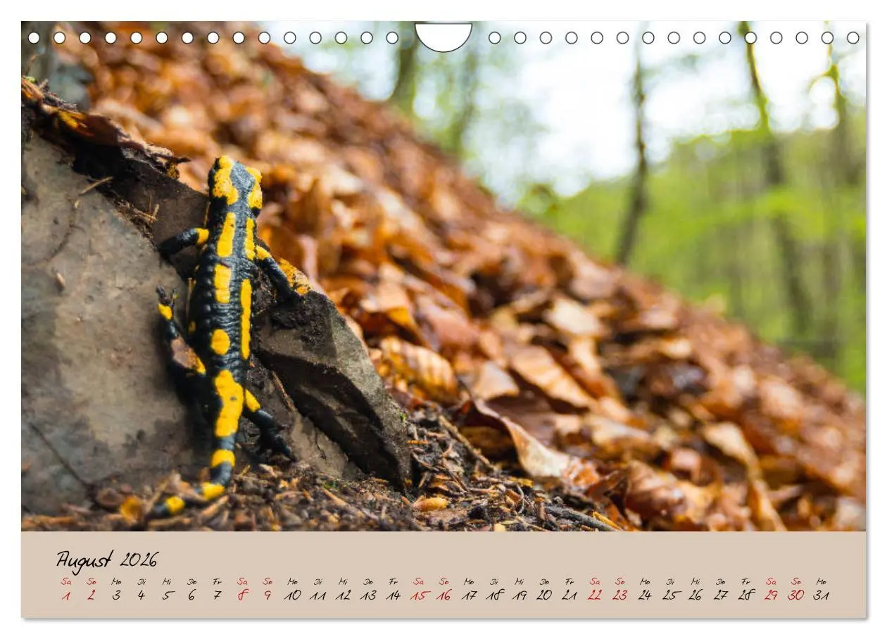 Bild: 9783457741818 | Feuersalamander - Liebenswerte Heimlichtuer (Wandkalender 2026 DIN...