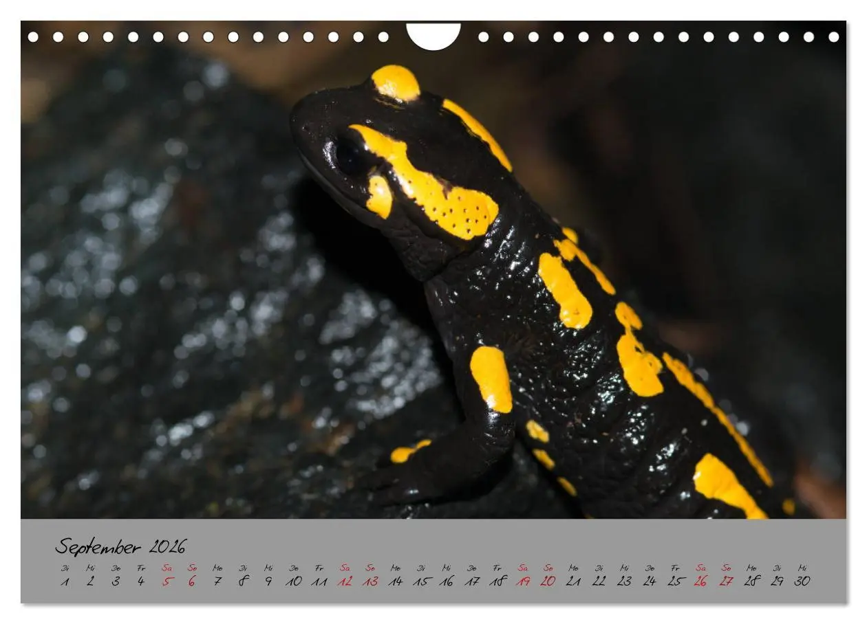Bild: 9783457741818 | Feuersalamander - Liebenswerte Heimlichtuer (Wandkalender 2026 DIN...