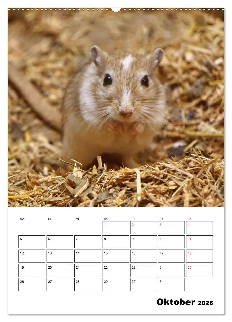 Bild: 9783516381818 | Lustige Rennmäuse (Wandkalender 2026 DIN A2 hoch), CALVENDO...
