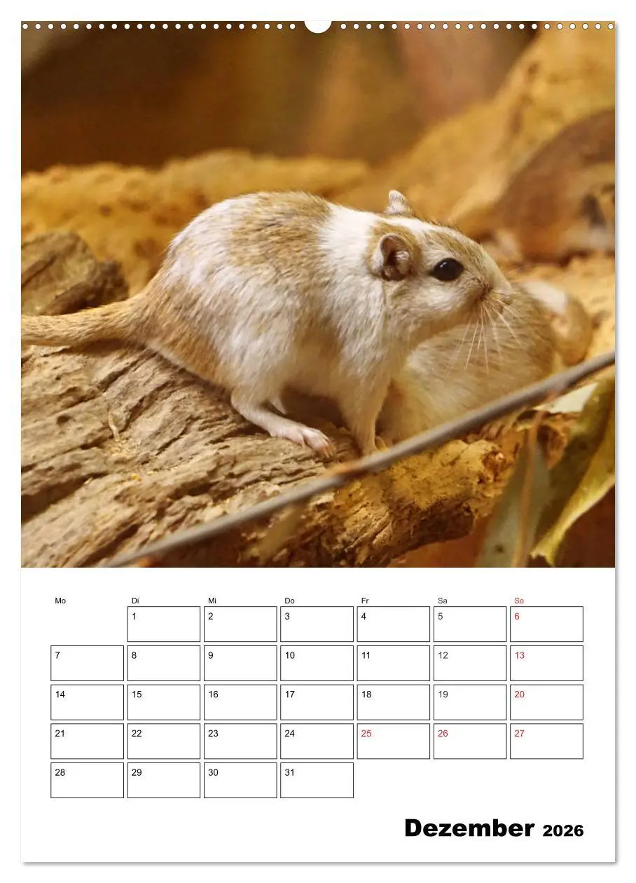 Bild: 9783516381818 | Lustige Rennmäuse (Wandkalender 2026 DIN A2 hoch), CALVENDO...