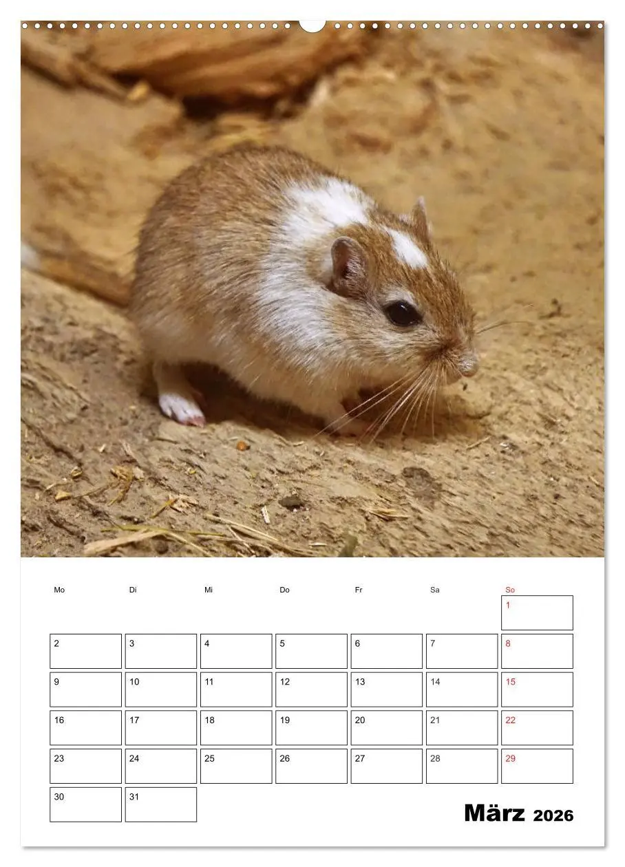 Bild: 9783516381818 | Lustige Rennmäuse (Wandkalender 2026 DIN A2 hoch), CALVENDO...