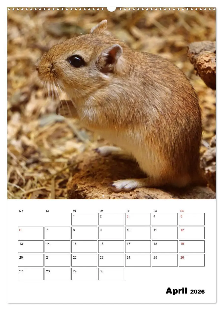 Bild: 9783516381818 | Lustige Rennmäuse (Wandkalender 2026 DIN A2 hoch), CALVENDO...