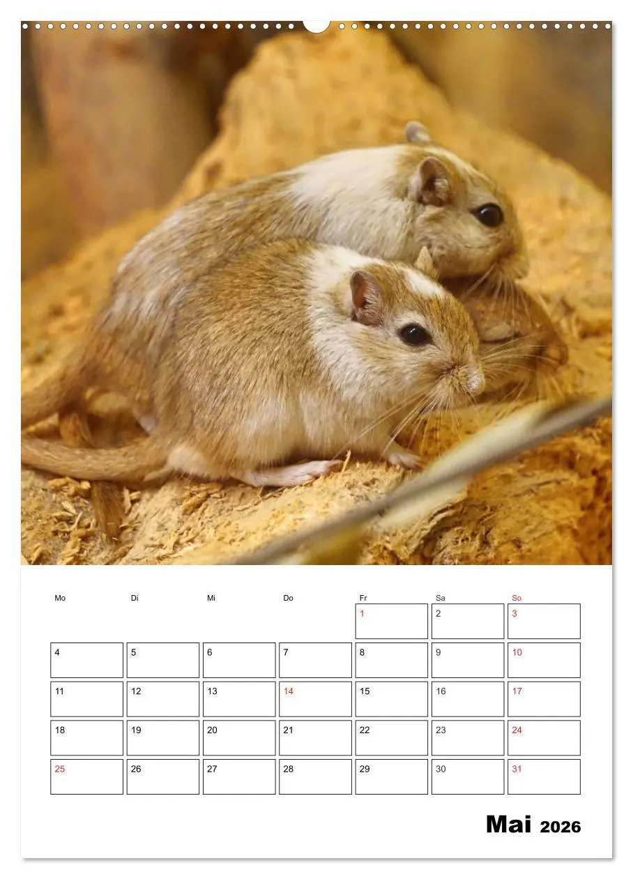 Bild: 9783516381818 | Lustige Rennmäuse (Wandkalender 2026 DIN A2 hoch), CALVENDO...
