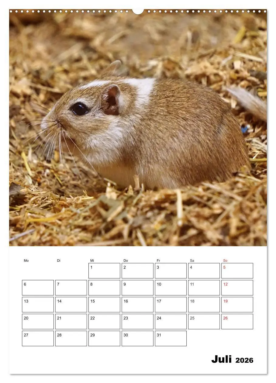 Bild: 9783516381818 | Lustige Rennmäuse (Wandkalender 2026 DIN A2 hoch), CALVENDO...