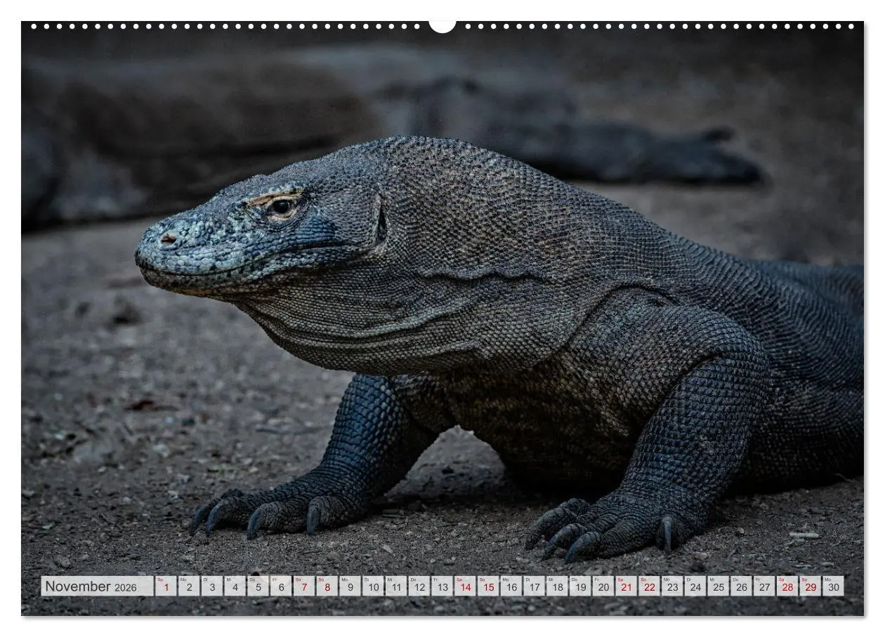 Bild: 9783457591918 | Drachen: Geheimnisvolles Tierreich (Wandkalender 2026 DIN A2 quer),...