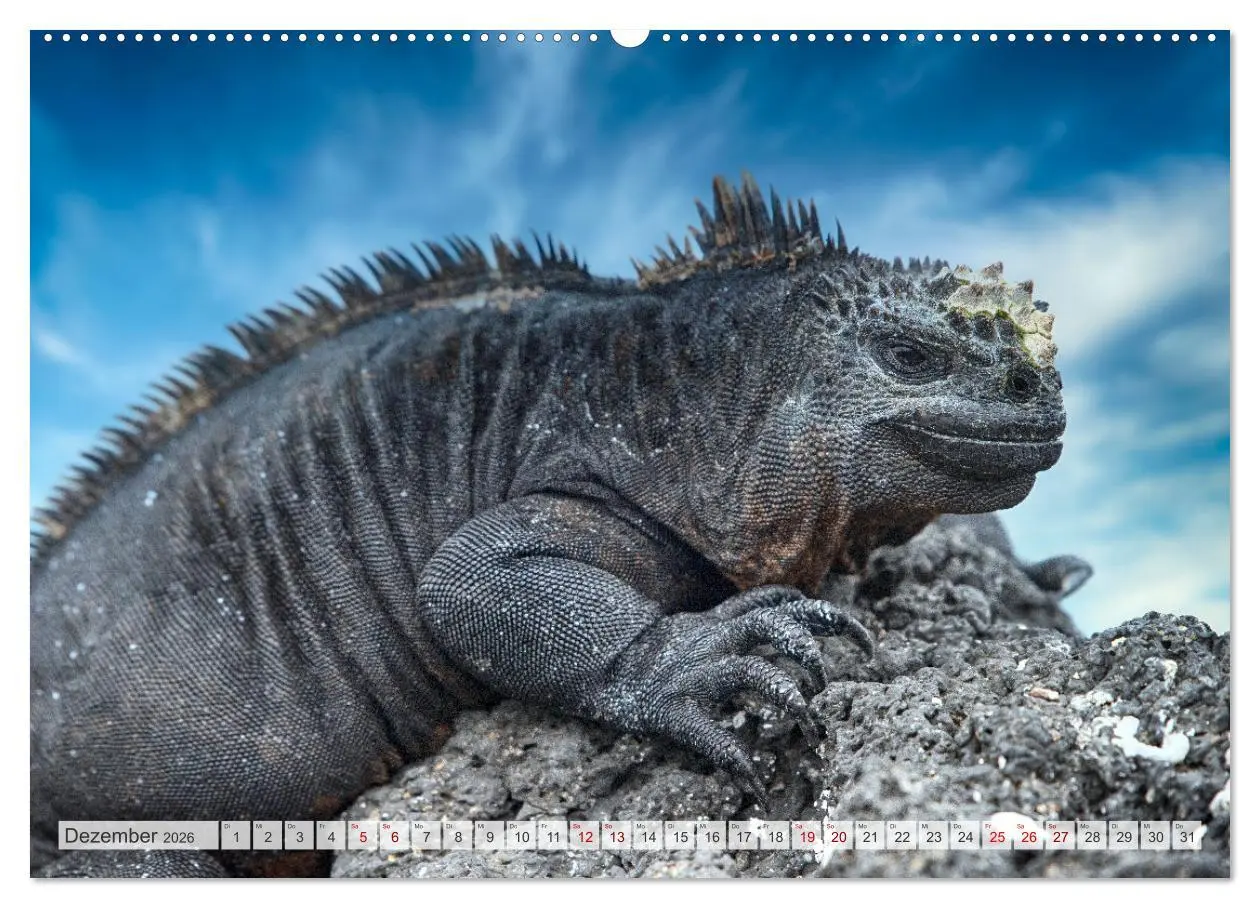 Bild: 9783457591918 | Drachen: Geheimnisvolles Tierreich (Wandkalender 2026 DIN A2 quer),...