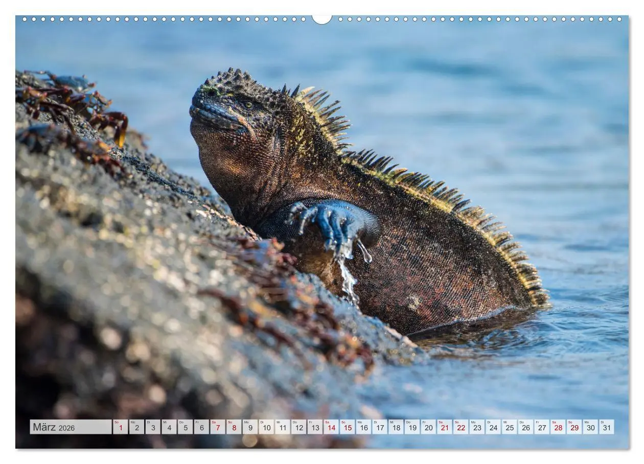 Bild: 9783457591918 | Drachen: Geheimnisvolles Tierreich (Wandkalender 2026 DIN A2 quer),...
