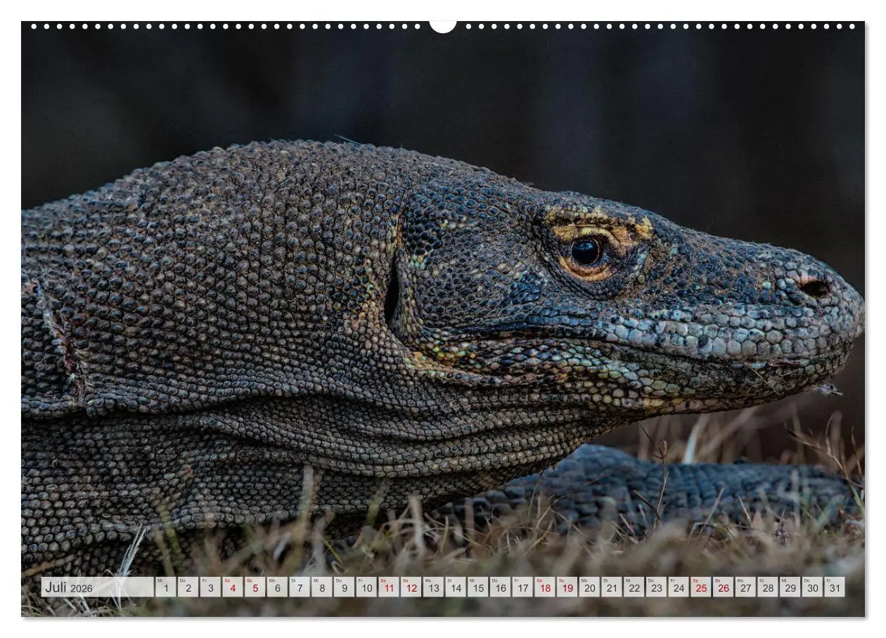 Bild: 9783457591918 | Drachen: Geheimnisvolles Tierreich (Wandkalender 2026 DIN A2 quer),...