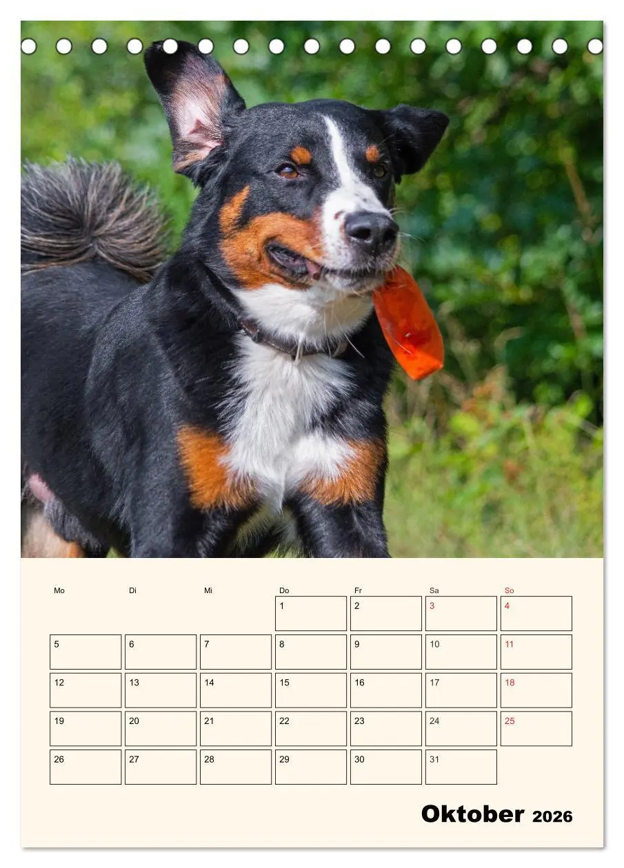 Bild: 9783516371918 | Appenzeller Sennenhund - Mit Plan durch das Jahr (Tischkalender...