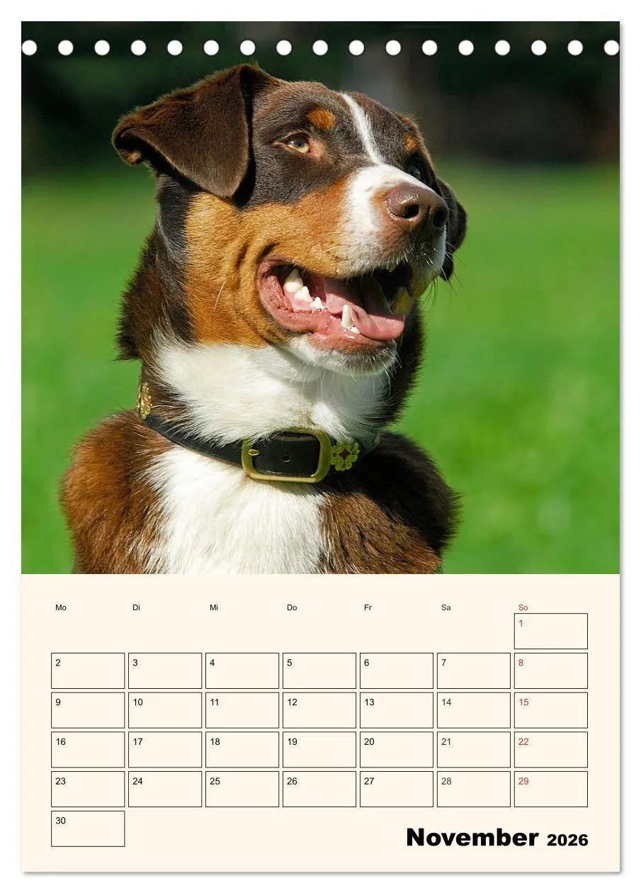 Bild: 9783516371918 | Appenzeller Sennenhund - Mit Plan durch das Jahr (Tischkalender...