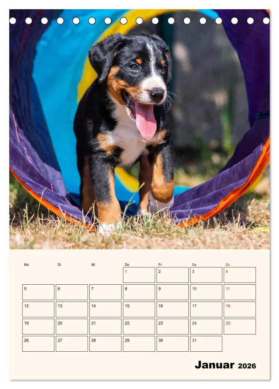 Bild: 9783516371918 | Appenzeller Sennenhund - Mit Plan durch das Jahr (Tischkalender...