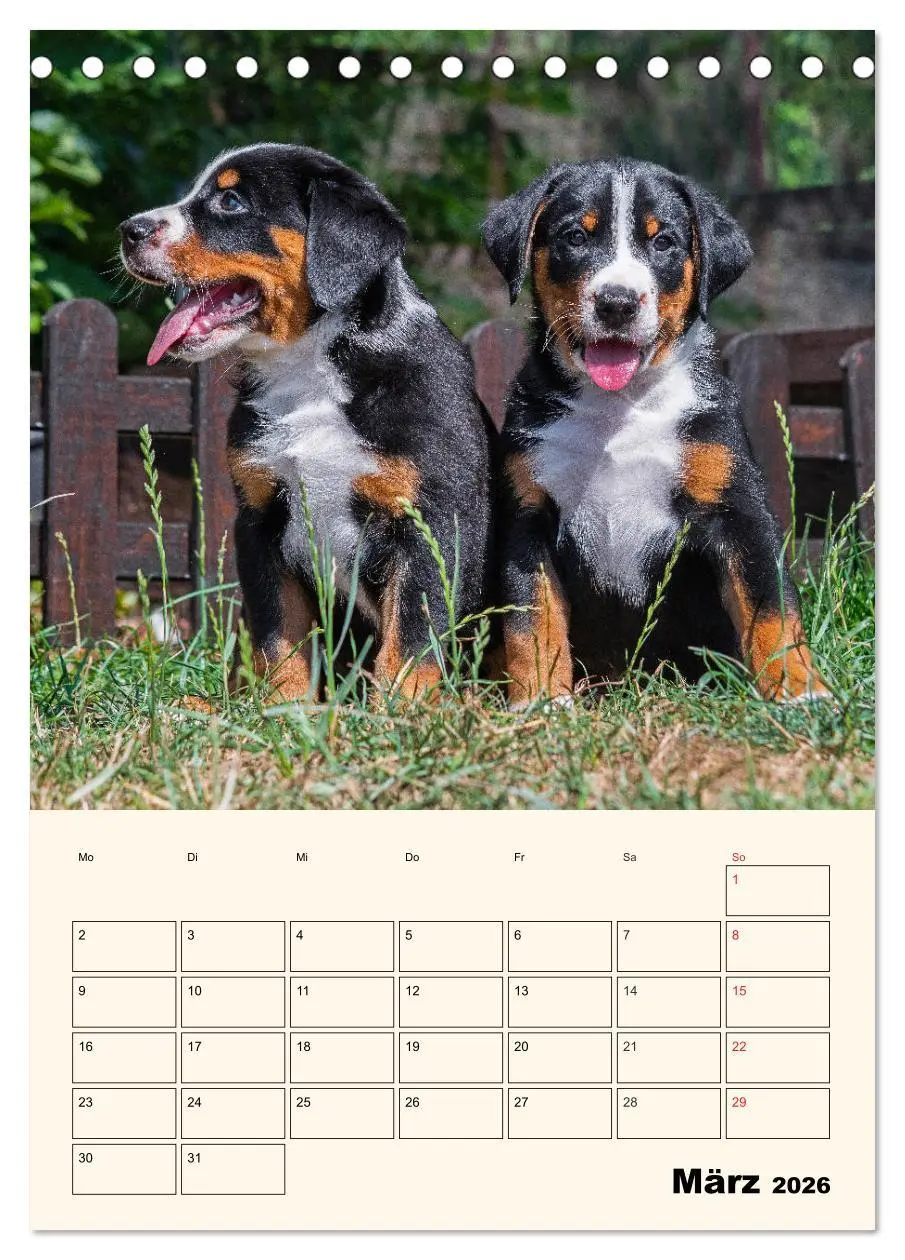 Bild: 9783516371918 | Appenzeller Sennenhund - Mit Plan durch das Jahr (Tischkalender...