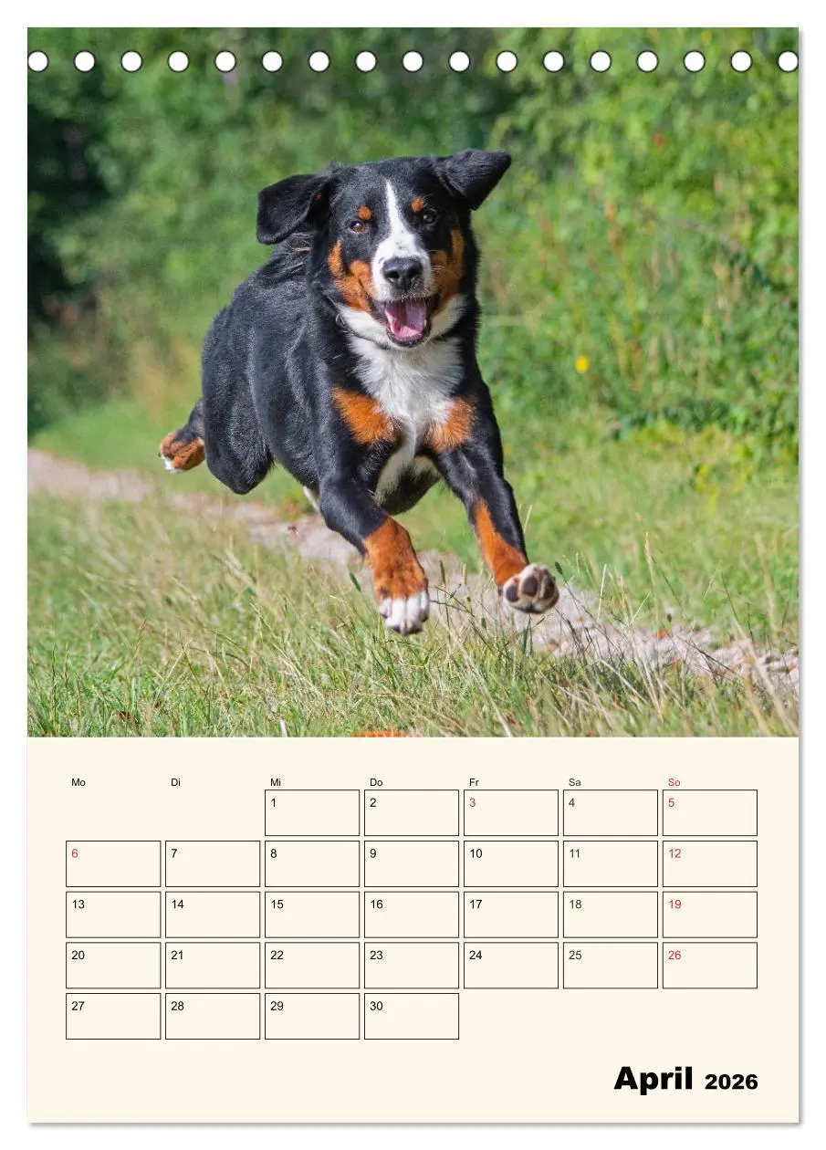Bild: 9783516371918 | Appenzeller Sennenhund - Mit Plan durch das Jahr (Tischkalender...