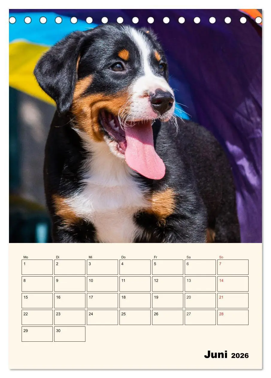 Bild: 9783516371918 | Appenzeller Sennenhund - Mit Plan durch das Jahr (Tischkalender...