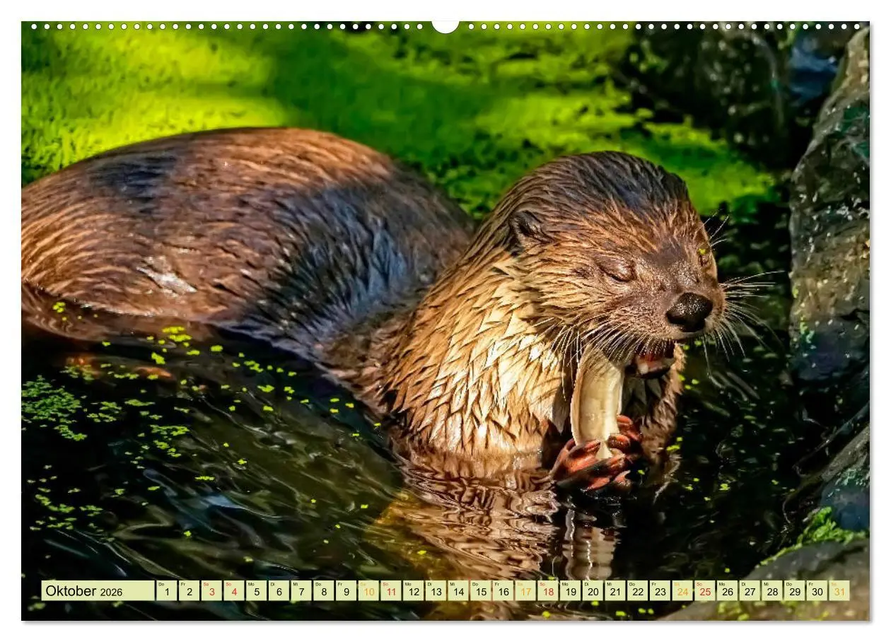 Bild: 9783457862018 | Fischotter - putzige Kerlchen und elegante Schwimmer (Wandkalender...
