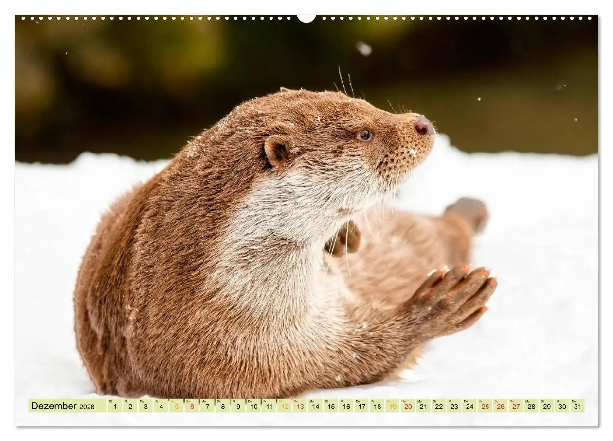 Bild: 9783457862018 | Fischotter - putzige Kerlchen und elegante Schwimmer (Wandkalender...
