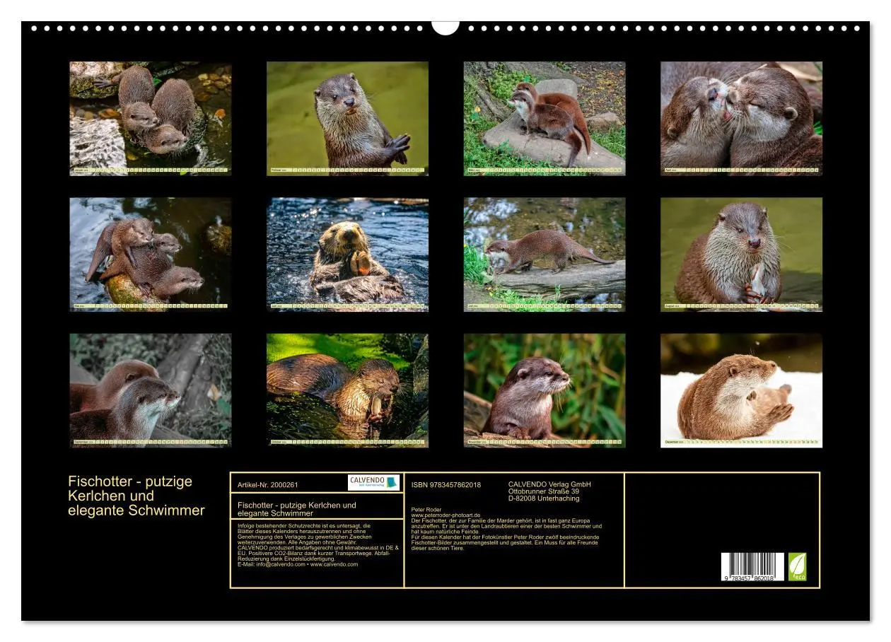 Bild: 9783457862018 | Fischotter - putzige Kerlchen und elegante Schwimmer (Wandkalender...
