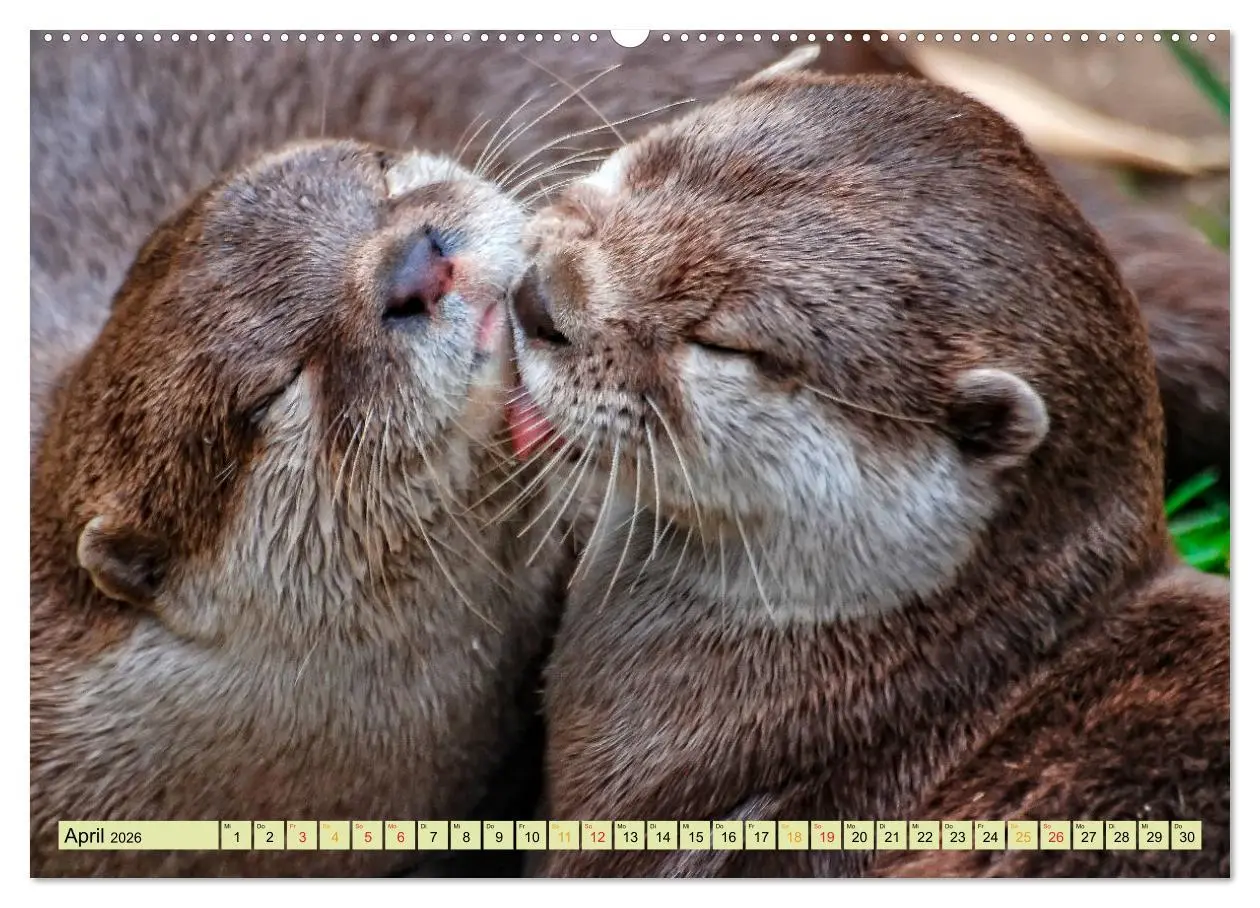 Bild: 9783457862018 | Fischotter - putzige Kerlchen und elegante Schwimmer (Wandkalender...
