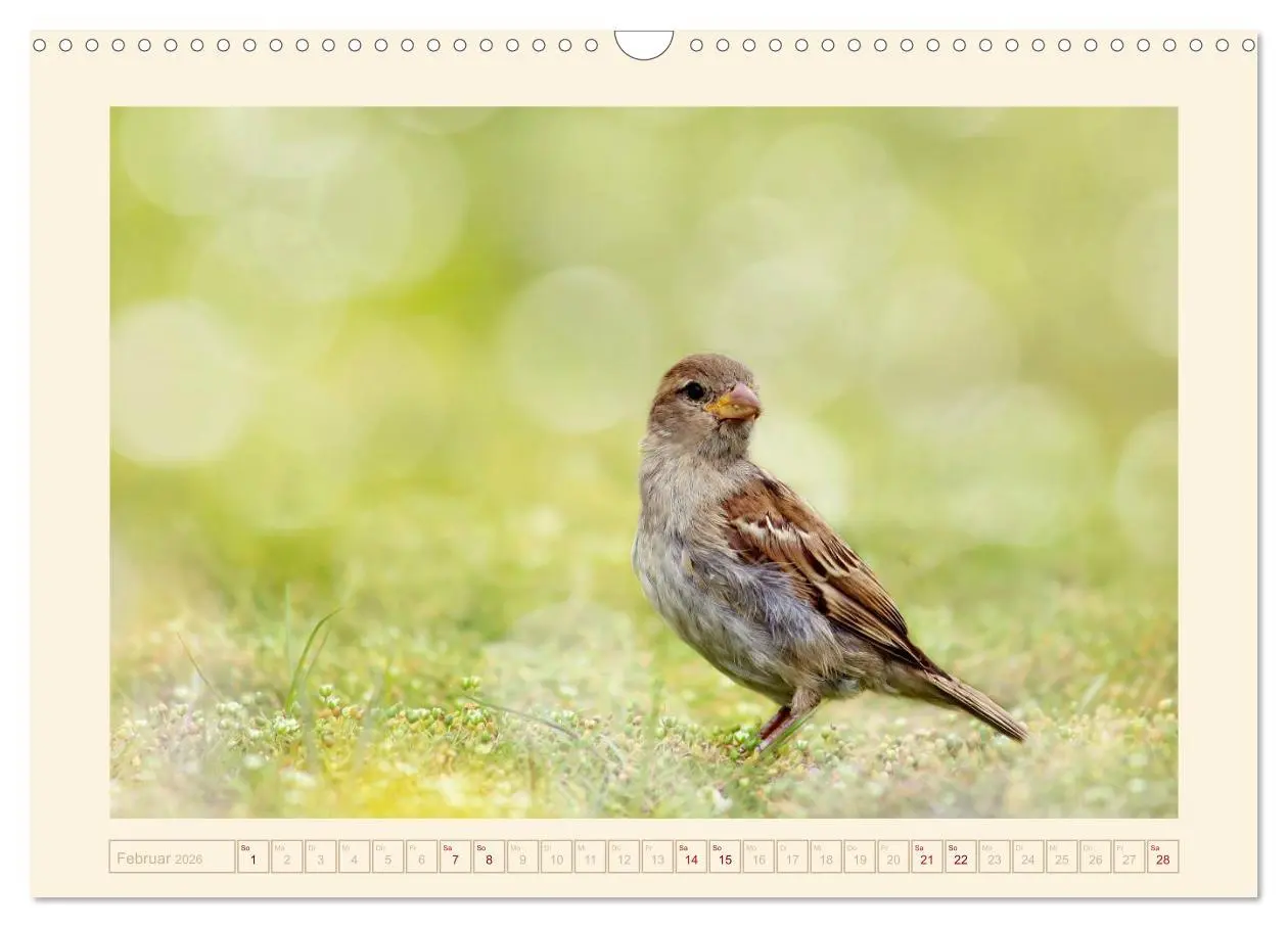 Bild: 9783516192018 | Freche Spatzen (Wandkalender 2026 DIN A3 quer), CALVENDO...
