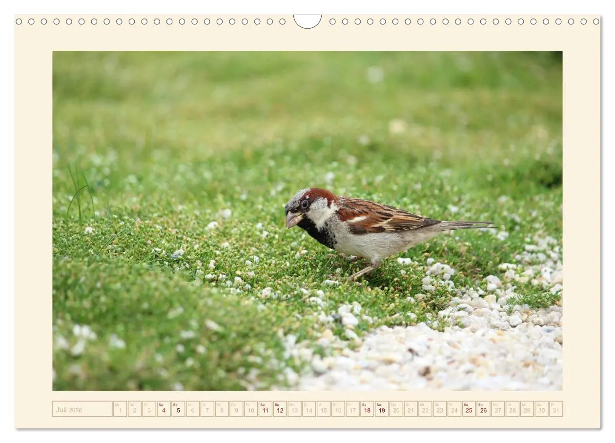 Bild: 9783516192018 | Freche Spatzen (Wandkalender 2026 DIN A3 quer), CALVENDO...