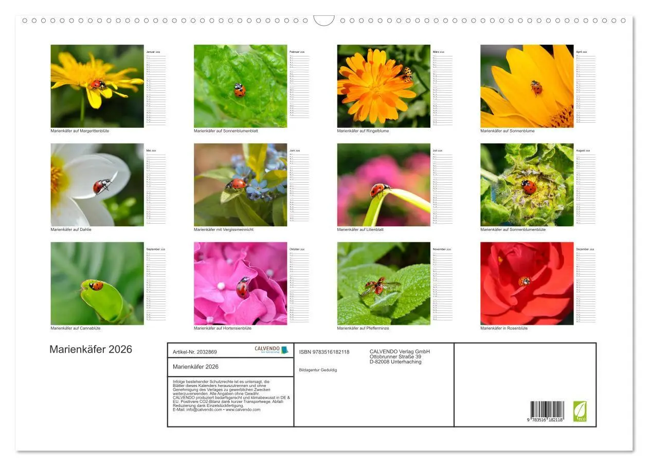 Bild: 9783516182118 | Marienkäfer 2026 (Wandkalender 2026 DIN A2 quer), CALVENDO...