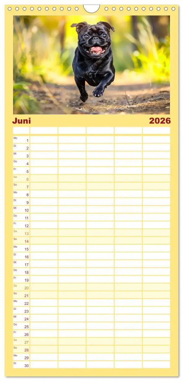 Bild: 9783516492118 | Familienplaner 2026 - Mops-Mania - Der Spaßkalender für Mops-Fans...