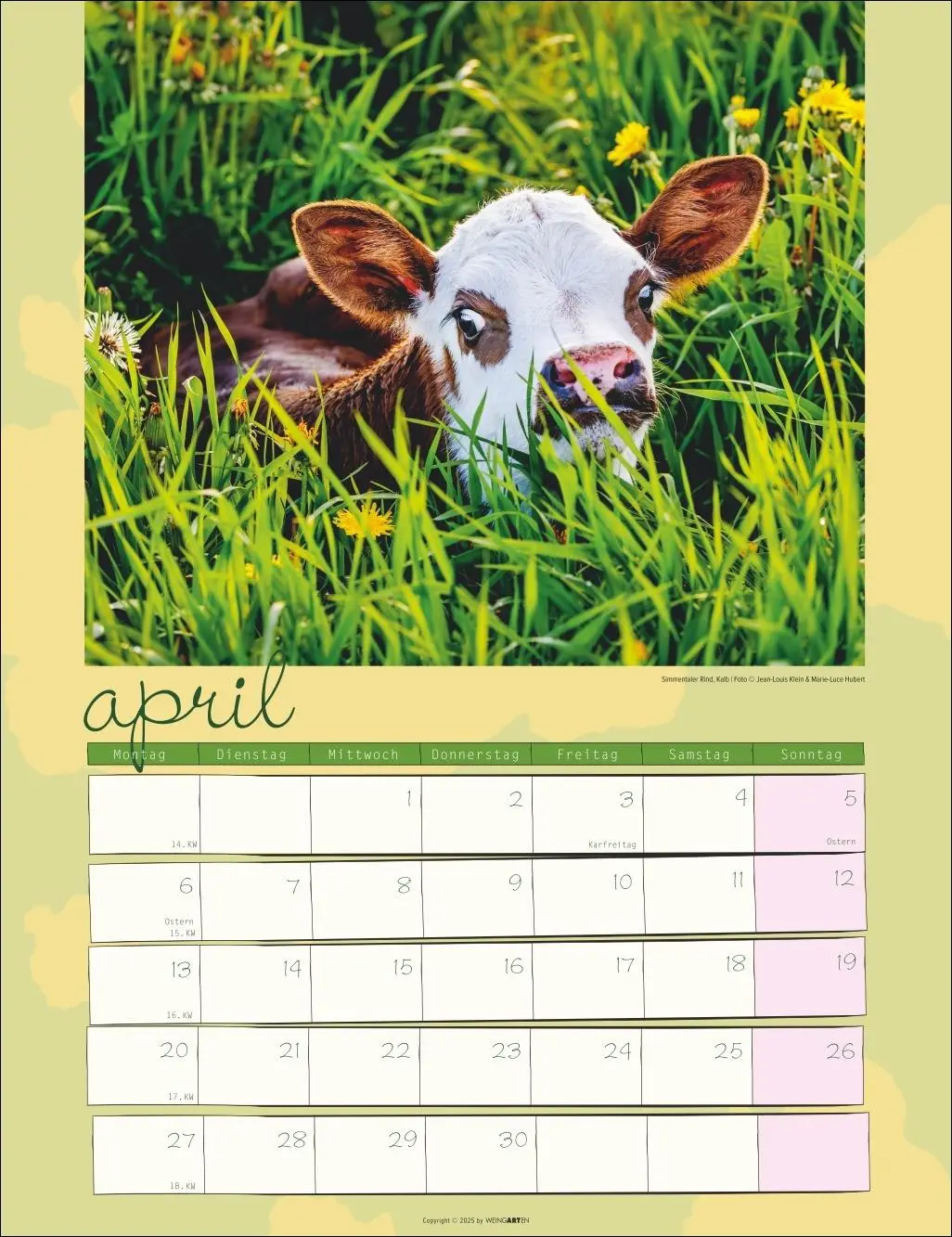 Bild: 9783839902318 | Kuh Kalender 2026 | Marie-Luce Hubert | Kalender | Spiralbindung