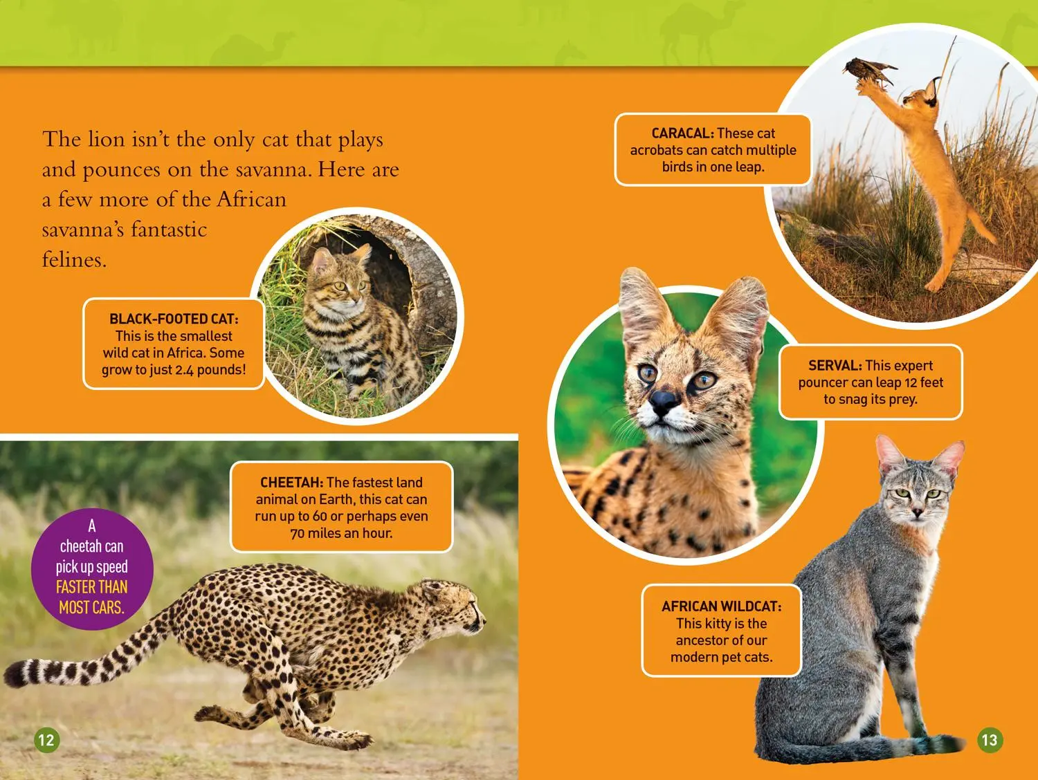Bild: 9781426332418 | National Geographic Kids Readers: Roar! 100 Fun Facts About African...