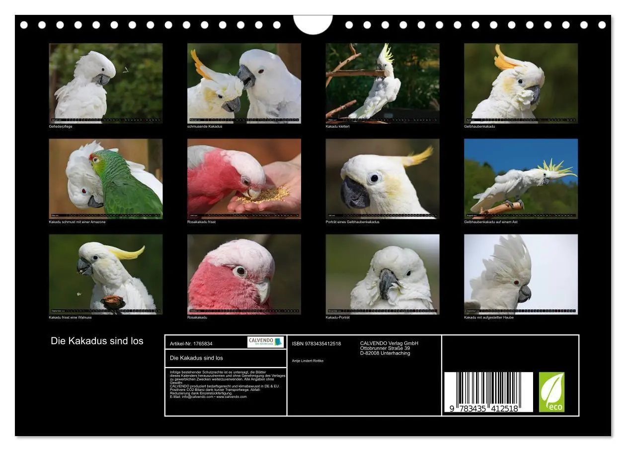Bild: 9783435412518 | Die Kakadus sind los (Wandkalender 2025 DIN A4 quer), CALVENDO...