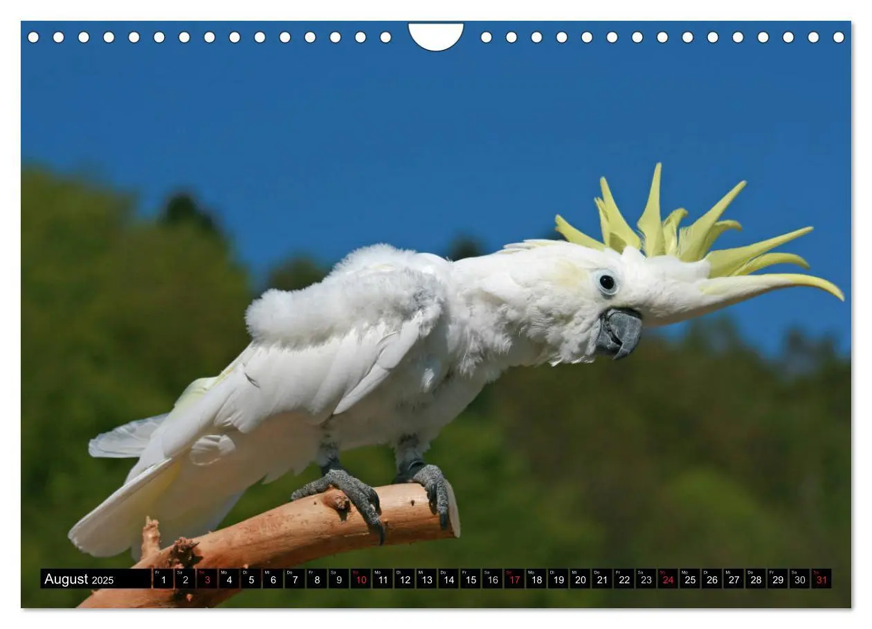 Bild: 9783435412518 | Die Kakadus sind los (Wandkalender 2025 DIN A4 quer), CALVENDO...