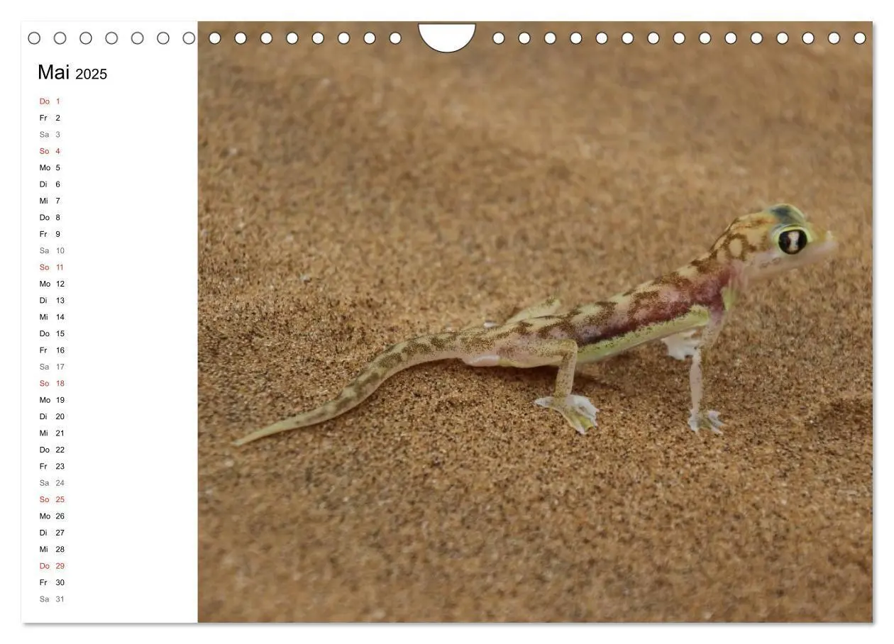 Bild: 9783435552818 | Namibia - Tierische Vielfalt (Planer) (Wandkalender 2025 DIN A4...