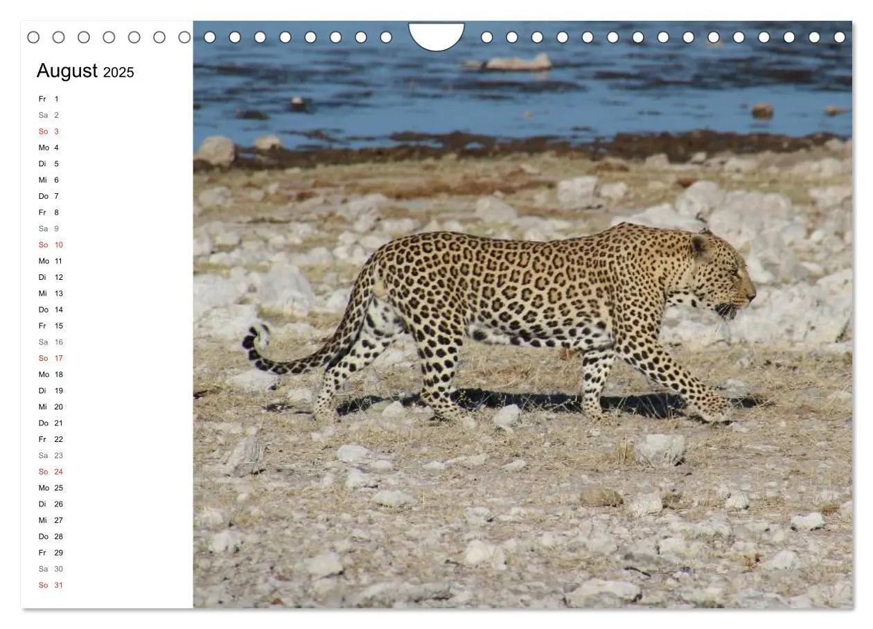 Bild: 9783435552818 | Namibia - Tierische Vielfalt (Planer) (Wandkalender 2025 DIN A4...