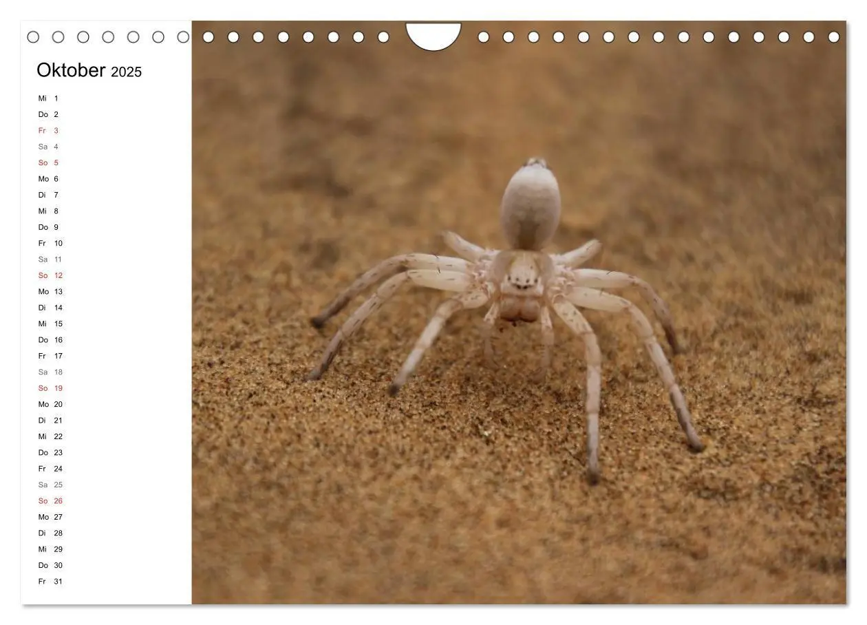 Bild: 9783435552818 | Namibia - Tierische Vielfalt (Planer) (Wandkalender 2025 DIN A4...