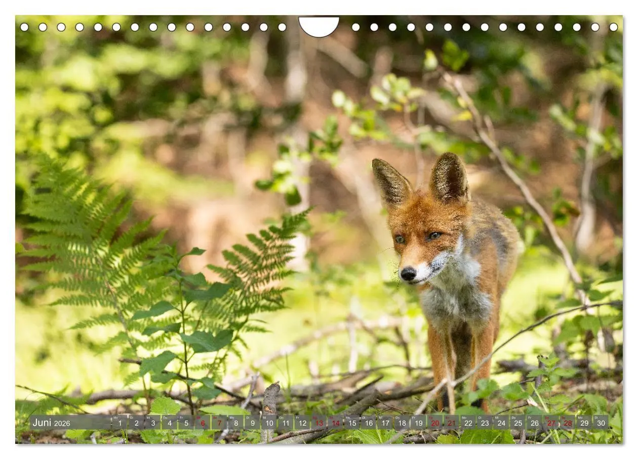 Bild: 9783457262818 | Naturerlebnis Rumänien - Auf den Spuren der Bären und Mythen...