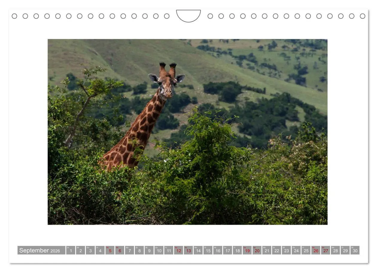 Bild: 9783457882818 | Ruanda (Wandkalender 2026 DIN A4 quer), CALVENDO Monatskalender | 2026