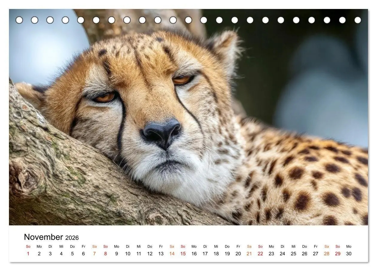 Bild: 9783516732818 | Geparden - Eleganz auf vier Pfoten (Tischkalender 2026 DIN A5...