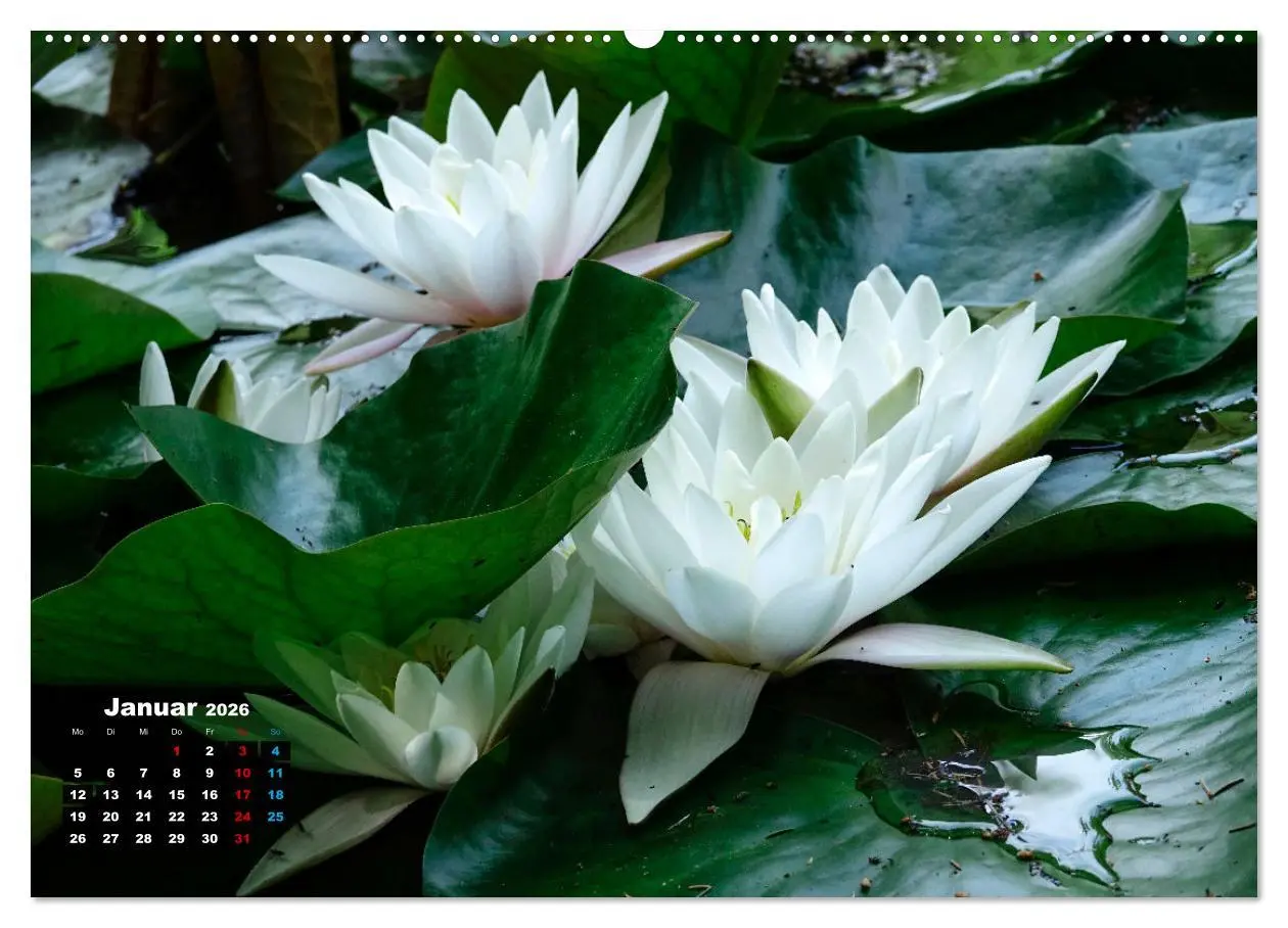 Bild: 9783457383018 | Malerische Seerosen (hochwertiger Premium Wandkalender 2026 DIN A2...