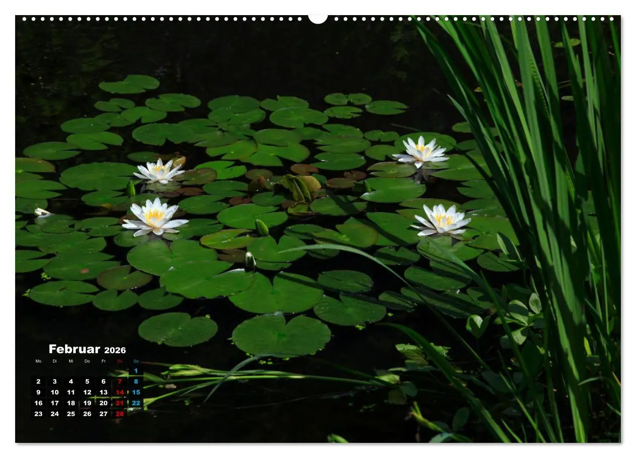 Bild: 9783457383018 | Malerische Seerosen (hochwertiger Premium Wandkalender 2026 DIN A2...