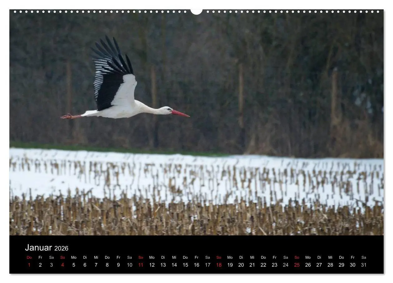 Bild: 9783457993118 | Ein Jahr bei den Störchen (hochwertiger Premium Wandkalender 2026...