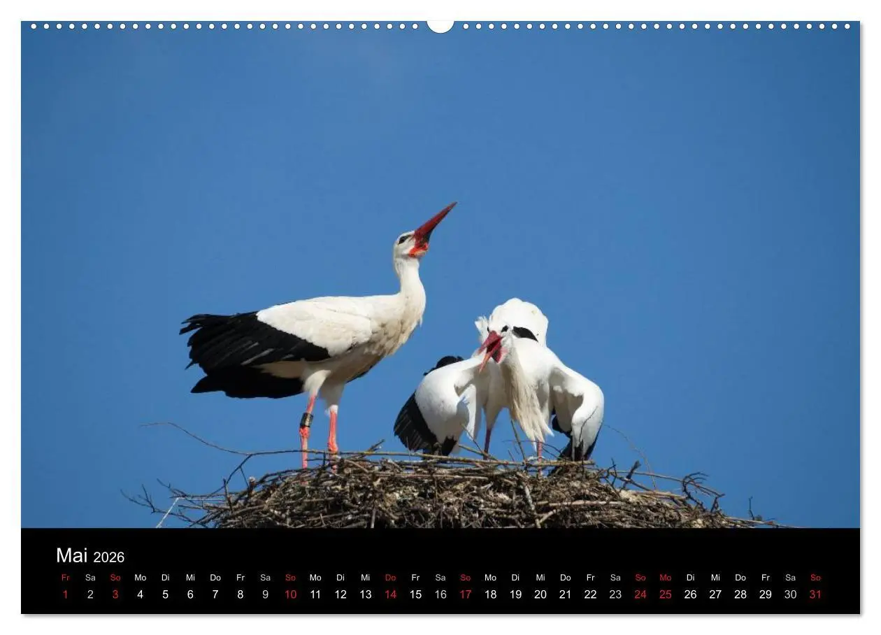 Bild: 9783457993118 | Ein Jahr bei den Störchen (hochwertiger Premium Wandkalender 2026...