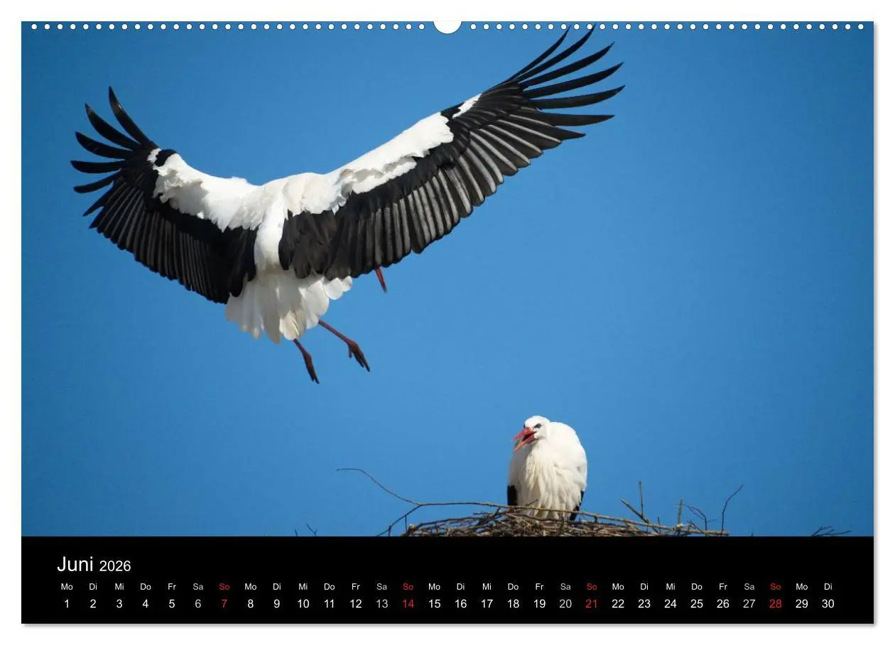 Bild: 9783457993118 | Ein Jahr bei den Störchen (hochwertiger Premium Wandkalender 2026...