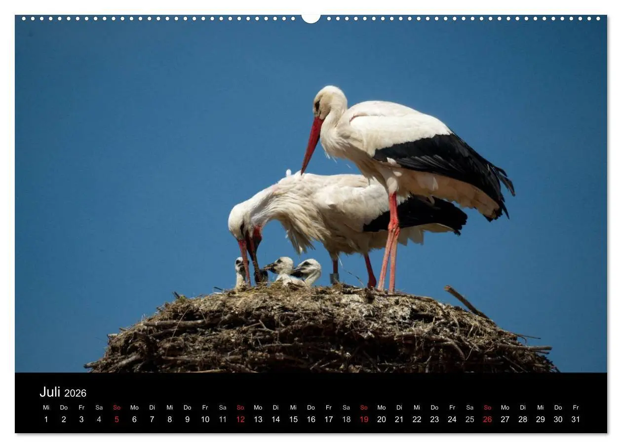 Bild: 9783457993118 | Ein Jahr bei den Störchen (hochwertiger Premium Wandkalender 2026...