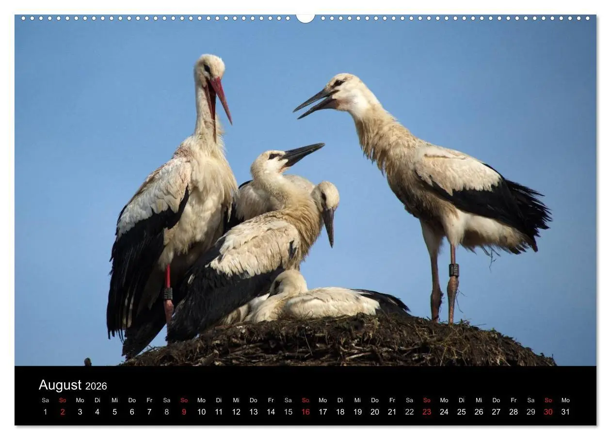 Bild: 9783457993118 | Ein Jahr bei den Störchen (hochwertiger Premium Wandkalender 2026...
